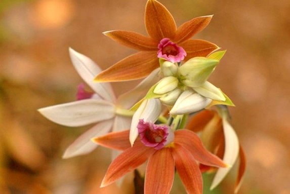 Flores en el interior del jardin