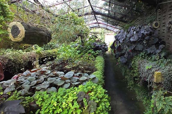 Interior of the botanical garden in Holguin