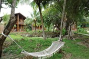 garden with abundant vegetation and hammock