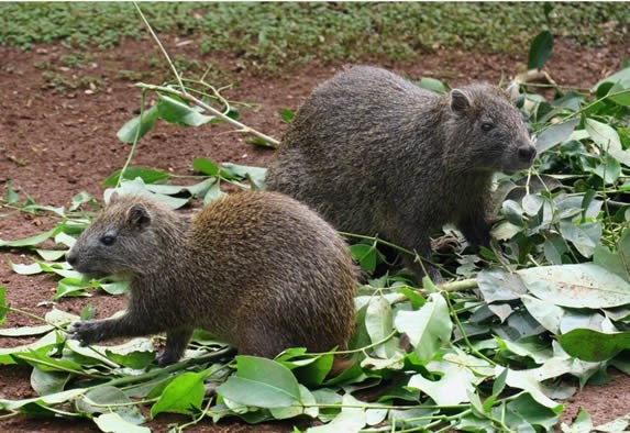 jutías en el suelo comiendo hojas