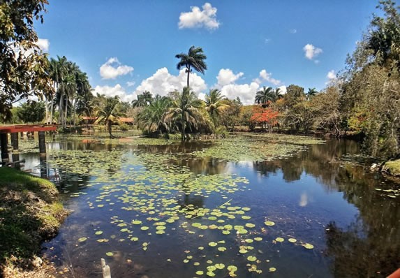 view of the lagoon surrounded by greenery