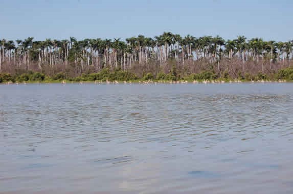 playa con roca y palmeras en la orilla