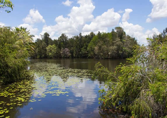 laguna rodeada de vegetación península de zapata