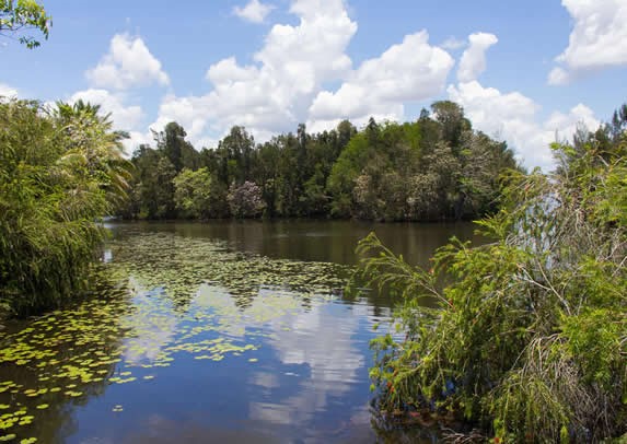lagoon surrounded by vegetation