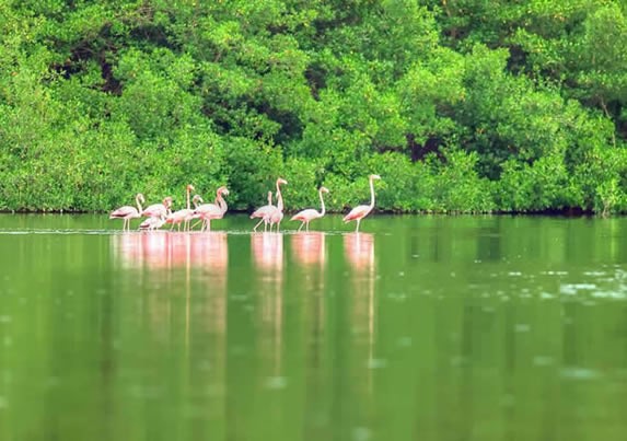 Flamencos en la laguna 