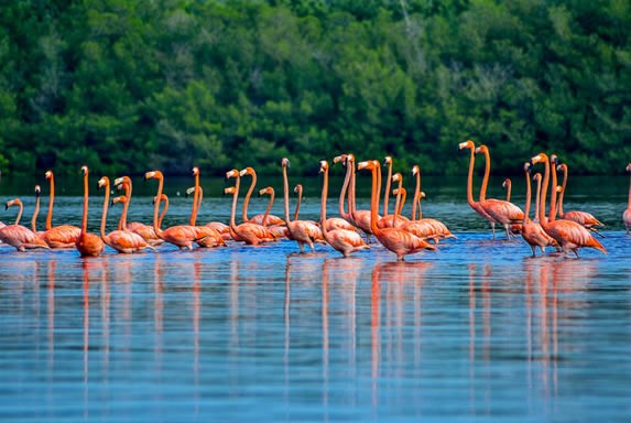 Flamingos in the Guanaroca lagoon