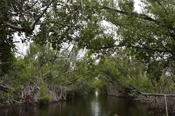 laguna con abundante vegetación