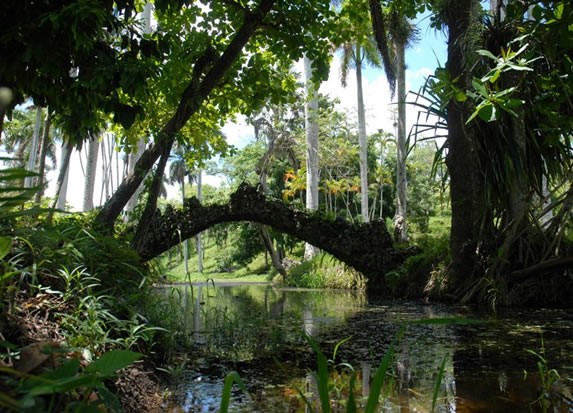 puente en la laguna rodeada de vegetación