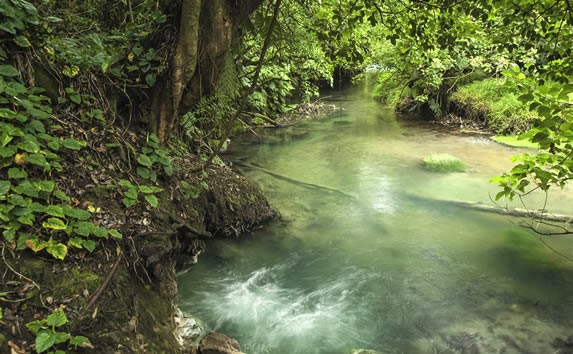 lagoon surrounded by vegetation