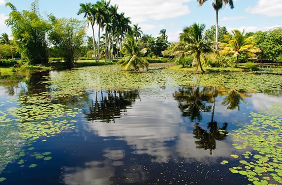 laguna rodeada por vegetación 