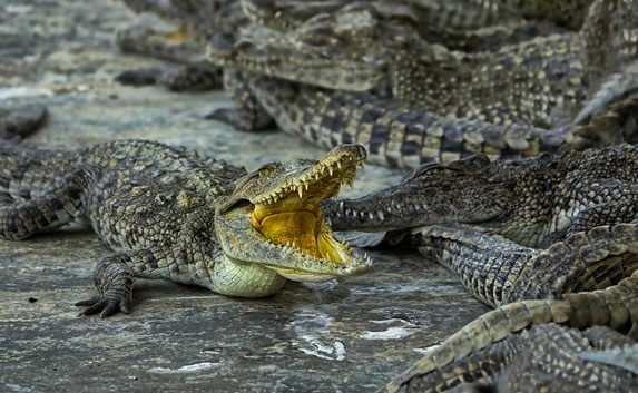 crocodile with open mouth surrounded by bask