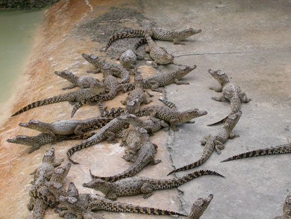 manada de cocodrilos pequeños en criadero