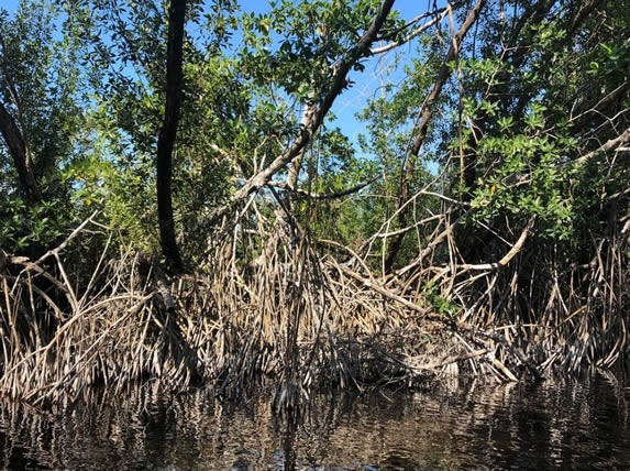 laguna con abundante vegetación