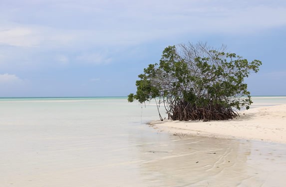 small mangrove on the beach with crystal water