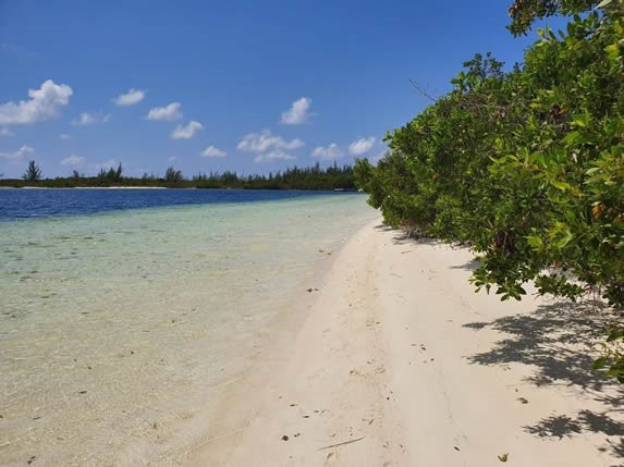 orilla de la playa con abundante vegetación