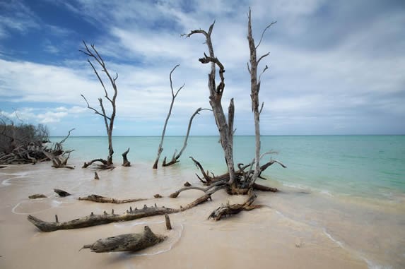 Mangroves on the beaches