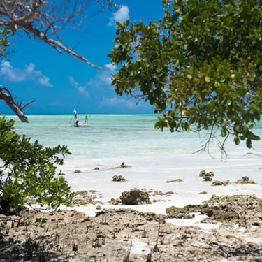 Mangroves on the beaches of Cayo Cruz