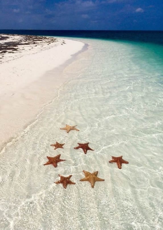 estrellas de mar en el agua de la playa