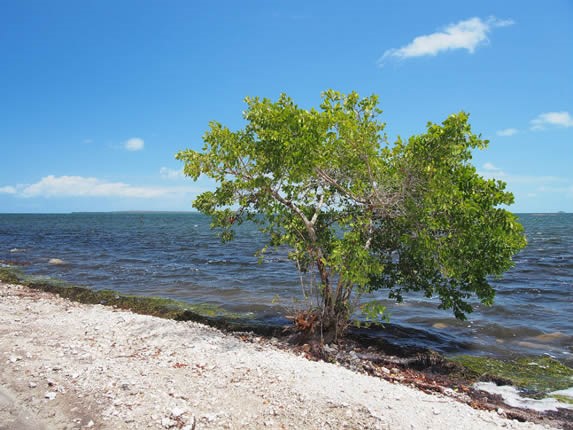 playa con roca y vegetación 