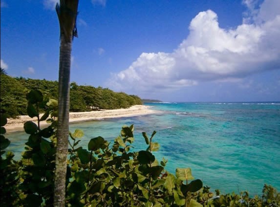 beach with abundant vegetation and golden sands