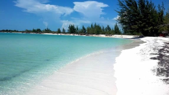 crystal clear beach and pine trees on the shore