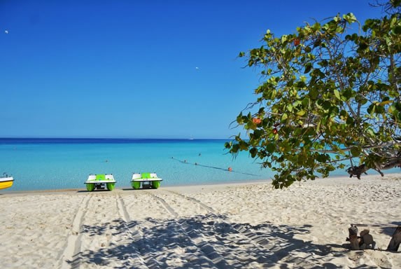 beach with vegetation in the sand