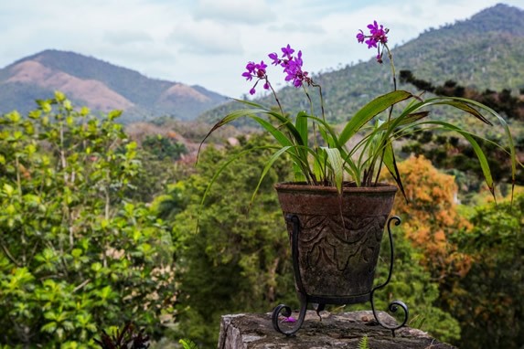 pot of orchids with mountainous landscape in the b