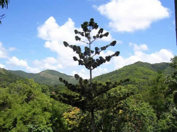 paisaje montañoso con abundante vegetación