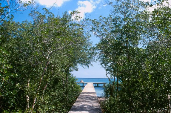 muelle de madera y vegetación a la orilla del mar