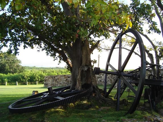 antiguas ruedas de metal junto a un árbol 