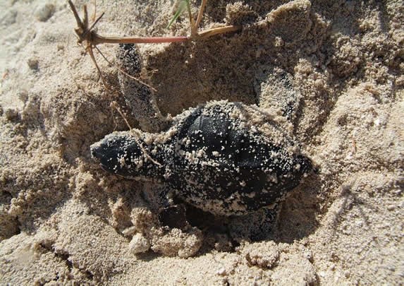 baby turtle in the sand