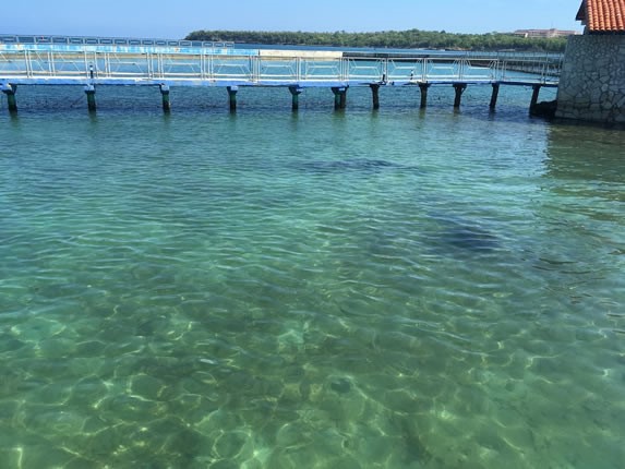 dolphins in natural pond in the ocean