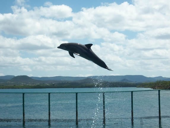 delfín saltando bajo el cielo azul en el mar
