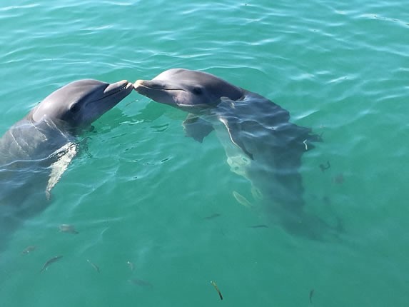 dolphins in the water holding their snouts 