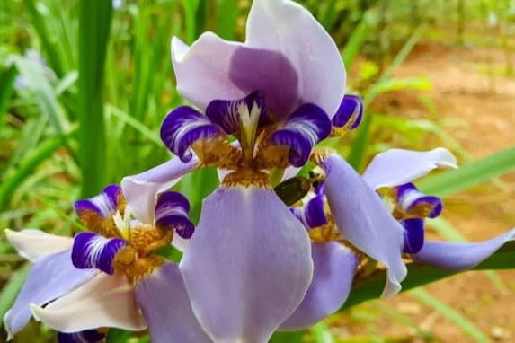 Orquídeas en el jardín