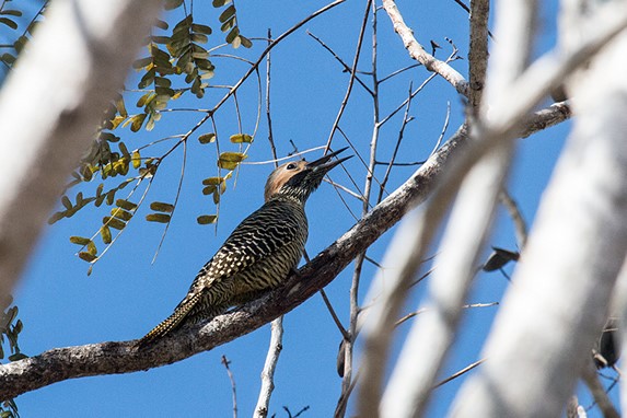 pájaro carpintero cubano posado en una rama