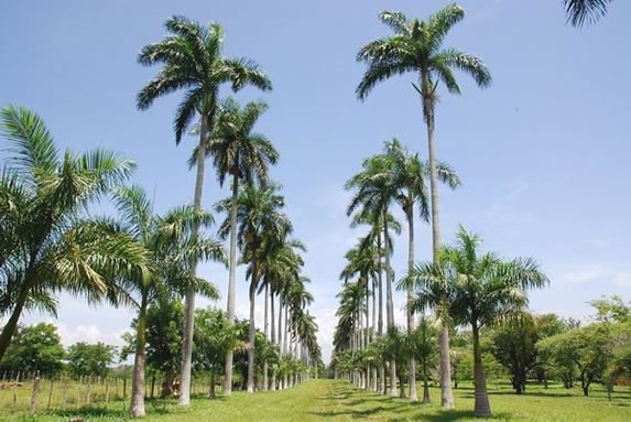 Vista de palmas en el jardín botánico