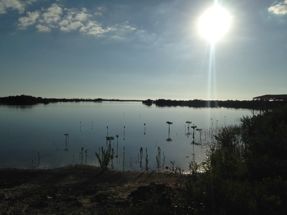 swamp surrounded by vegetation at sunset