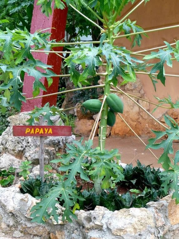árbol de papaya pequeño con letrero