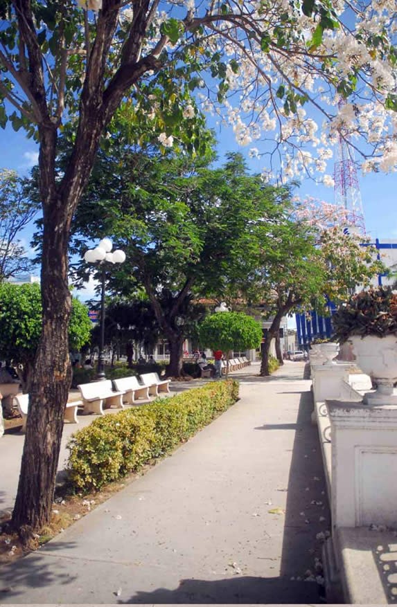 cement path with benches and vegetation