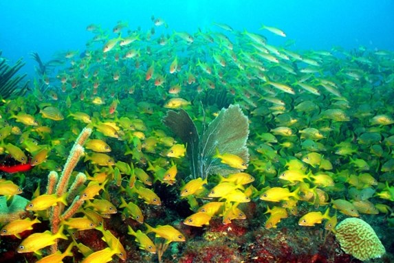 peces amarillos en la barrera coralina