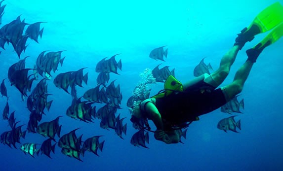 diver swimming next to colorful fish