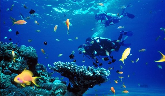 diver surrounded by colorful fishes and corals