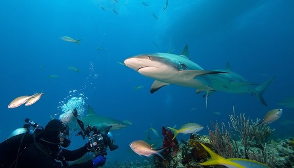 diver photographing sharks under the sea
