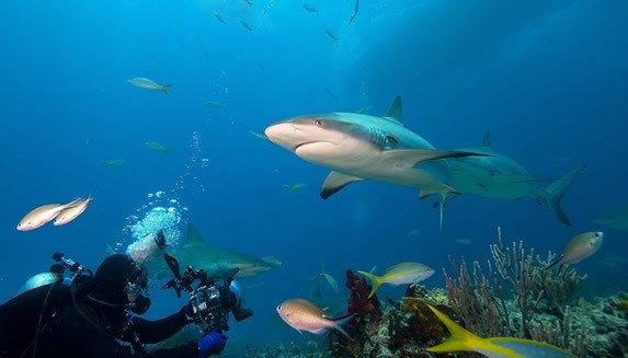 diver photographing sharks under the sea