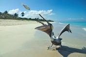 Pelicanos en la playa de Varadero
