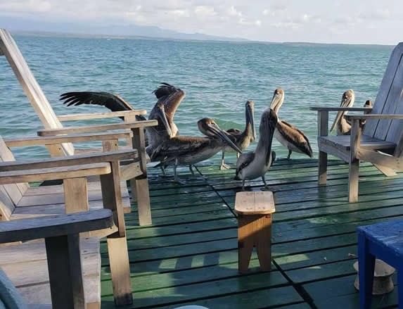 pelicans on the pier