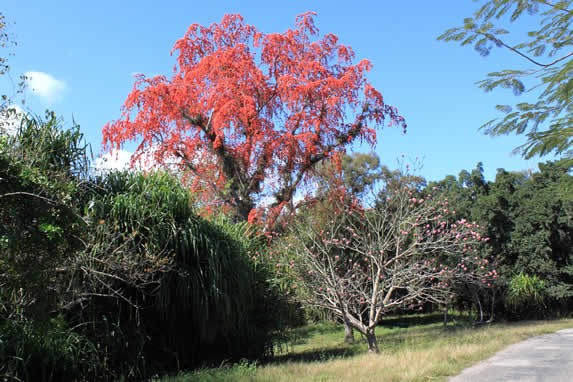 Vista de los diferentes árboles 