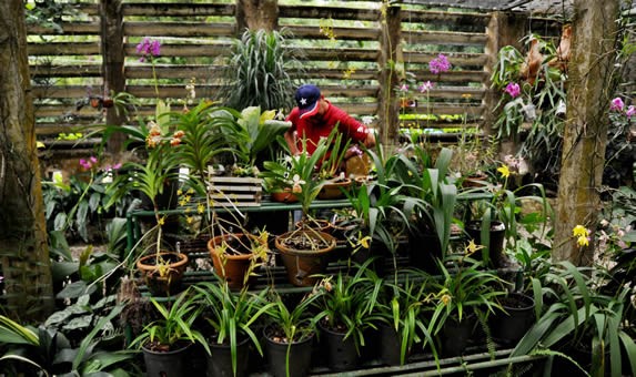 numerous pots with orchids