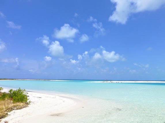 beach with vegetation on the shore